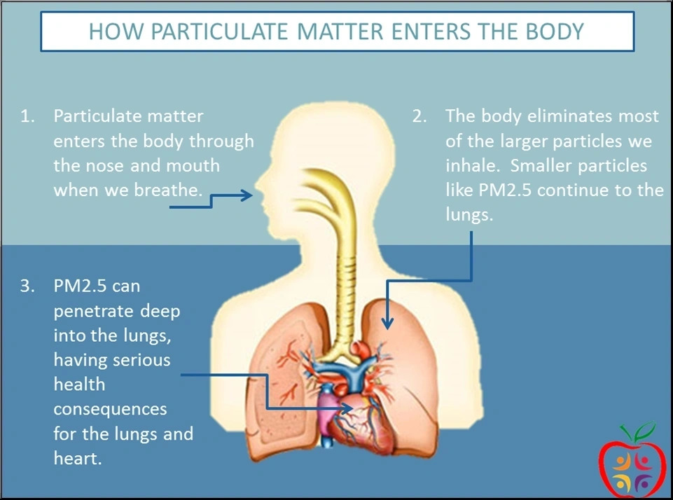 how particles enter the body