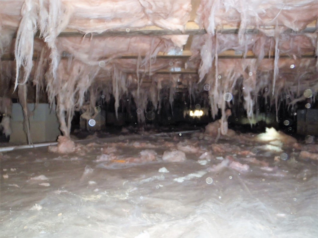 Expert Solutions for Crawl Space Mold Removal: A Healthier Home Awaits