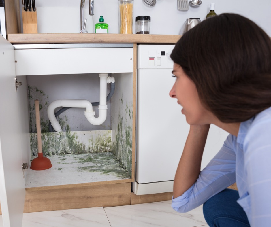 Demystifying Black Mold: The Role of Mold Testing Services